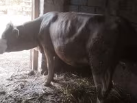 วัวตัวเมีย, Simmental cattle — รูปภาพ 4