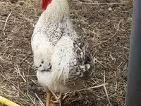 Chickens — 2-rasm