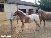 گھوڑا, گھوڑے — تصویر 2