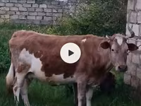 Ko, Aserbajdsjansk zebu — foto 1