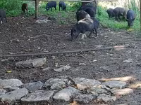 मादा सूअर, Вьетнамская вислобрюхая — फ़ोटो 3