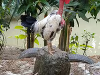 Chickens — photo 2