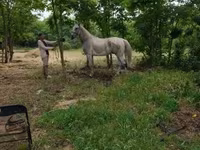 Айғыр, Lipizzaner — 3-сурет