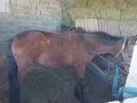 Hingst, Heste — foto 2