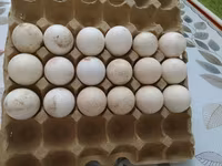 Turkeys — الصورة 2