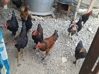 Chickens — รูปภาพ 2