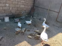 German Pekin — sawirka 2