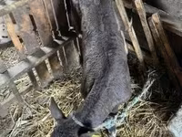 Bull, Cattle — photo 4
