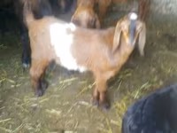 بز ماده, بز — عکس 3