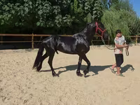 Cavallo, Friesian — foto 5