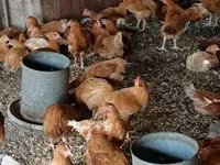 Chickens — zdjęcie 4