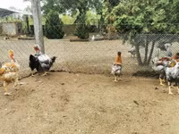 Chickens — foto 4
