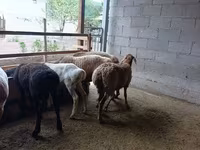 میش, Rhon sheep — عکس 6