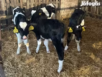 Byk, Russian Black pied cattle — zdjęcie 4