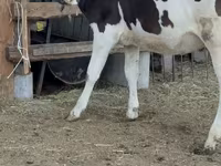 Vaca, Raza Holstein — foto 3