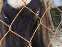 بز نر, Nubian Goat — عکس 2
