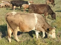 Ko, Simmental cattle — foto 1