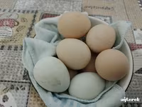 婆罗门鸡 — 照片 1