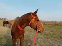 اسب نر, Kyrgyz Horse — عکس 1