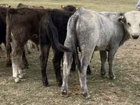 Bou, Bovine — foto 1