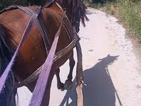 ሴት ፈረስ, Horses — ፎቶ 2
