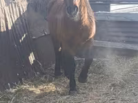 Адуу, Mugalzhar horse — 3 зураг