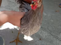 Chickens — foto 5