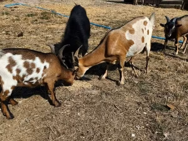 Billy Goat, Goats — Hungary