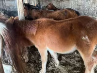 Асп, Mugalzhar horse — акс 2