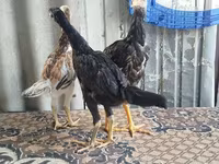 Chickens — 照片 2