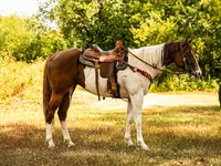 公马, American paint horse — 照片 2