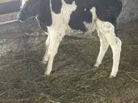 Býk, Russian Black pied cattle — foto 1
