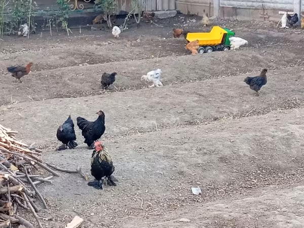 Chickens