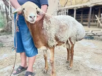 قوچ, Hissar sheep — عکس 4