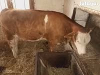 Lo’, Simmental cattle — sawirka 3