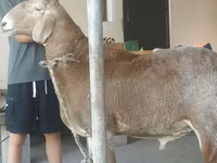 Domba jantan, Edilbay sheep — foto 2