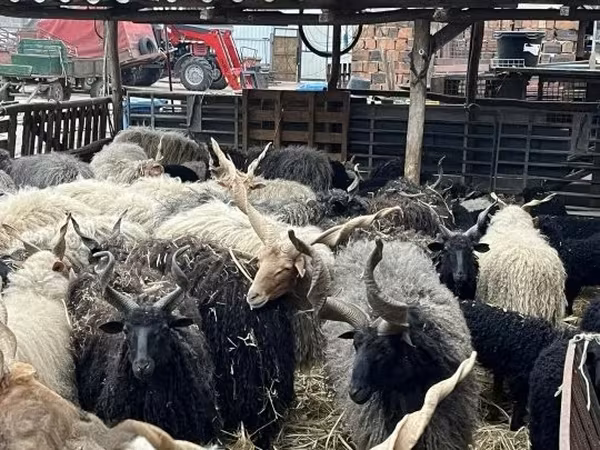 Pecore (lotto, sesso non specificato), Racka sheep