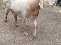 Wad, Arashan sheep — sawirka 2