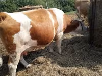 Lembu betina, Simmental cattle — foto 2
