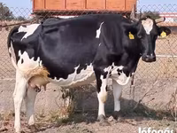 Lembu betina, Holstein breed — foto 1