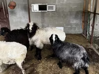 Kambing jantan, Sheep — foto 2