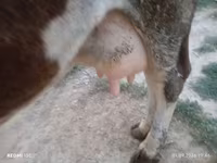 गाय, Russian Black pied cattle — फ़ोटो 6