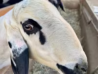 Berbec, Hissar sheep — foto 4