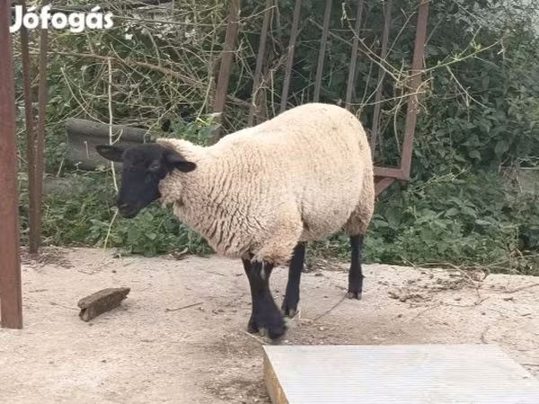 Ovan, White Suffolk sheep