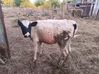 گاو ماده, گاو — عکس 2