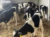 Lembu jantan, Russian Black pied cattle — foto 2