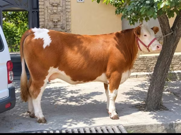 Корова, Simmental cattle