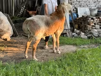 Vædder, Arashan sheep — foto 4