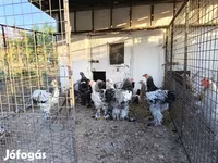 브라마 — 사진 3