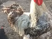 Chickens — foto 1